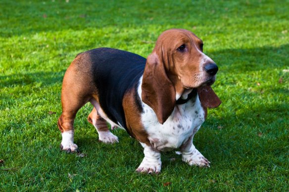 basset_hound_chien_famille_chien_pour_la_famille