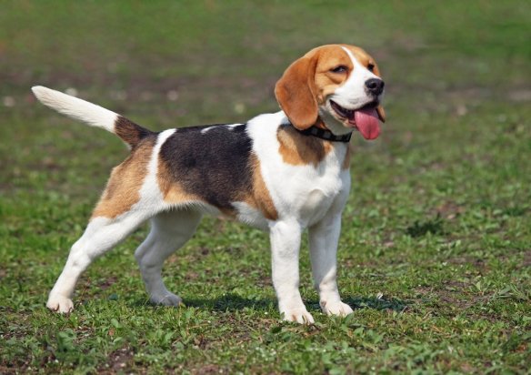 beagle_chien_famille_ami_loyal