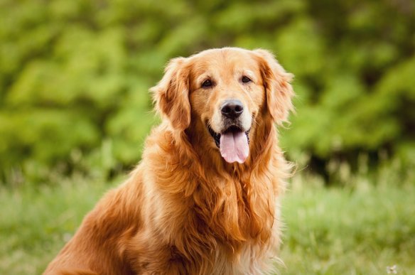 golden_retriever_chien_famille_chien_pour_la_famille