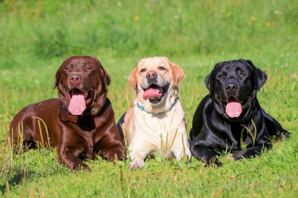 labrador_retriever_chien_famille_chien_pour_la_famille